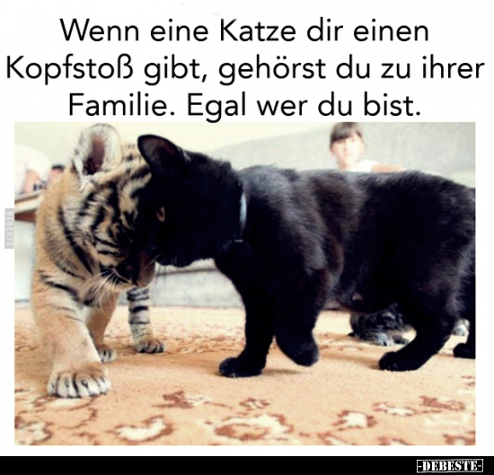 Wenn eine Katze dir einen Kopfstoß gibt, gehörst du zu..