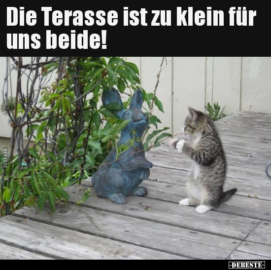 Die Terasse ist zu klein für uns beide!.. - Lustige Bilder | DEBESTE.de