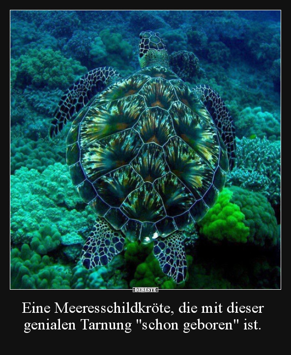 Eine Meeresschildkröte, die mit dieser genialen Tarnung.. - Lustige Bilder | DEBESTE.de