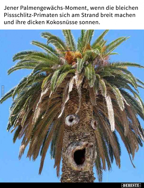 Jener Palmengewächs-Moment, wenn die bleichen.. - Lustige Bilder | DEBESTE.de