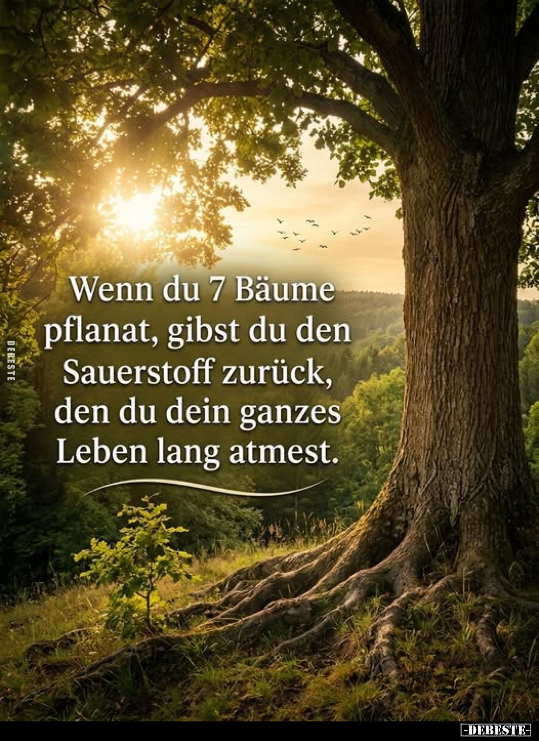 Wenn du 7 Bäume pflanat, gibst du den Sauerstoff zurück, den du dein ganzes Leben lang atmest.