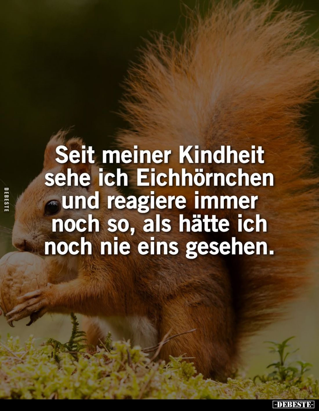 Seit meiner Kindheit sehe ich Eichhörnchen und reagiere immer noch so, als hätte ich noch nie eins gesehen.