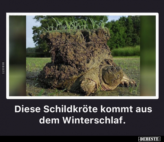 Diese Schildkröte kommt aus dem Winterschlaf.. - Lustige Bilder | DEBESTE.de