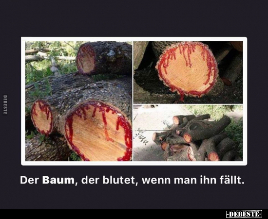 Der Baum, der blutet, wenn man ihn fällt.. - Lustige Bilder | DEBESTE.de