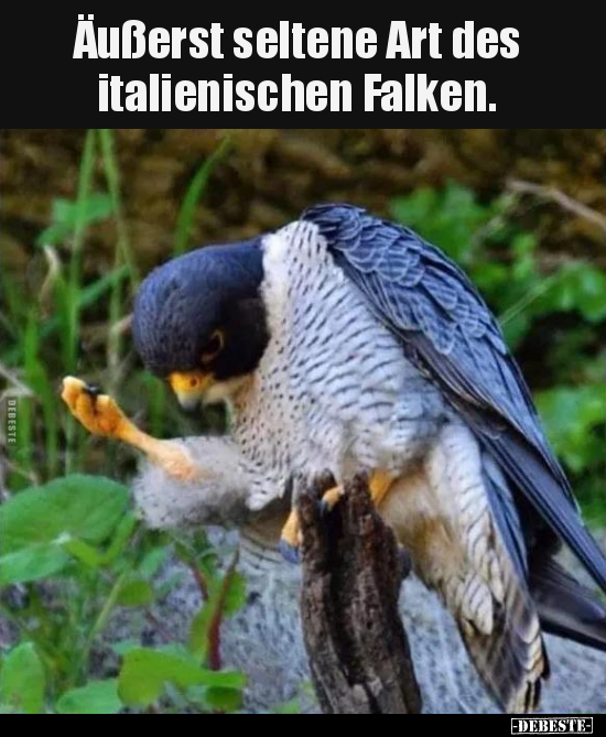 Äußerst seltene Art des italienischen Falken... - Lustige Bilder | DEBESTE.de