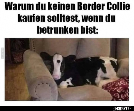 Warum du keinen Border Collie kaufen solltest.. - Lustige Bilder | DEBESTE.de