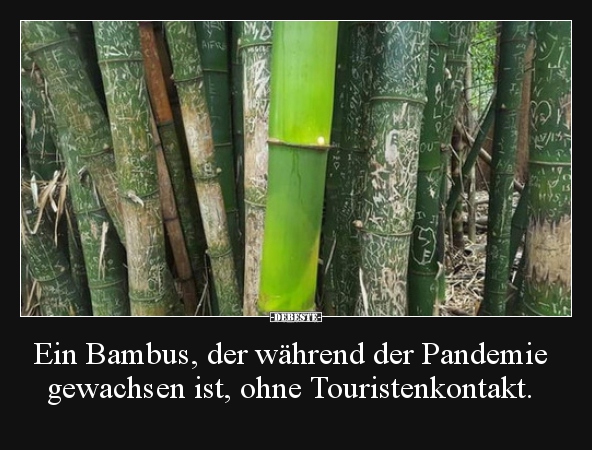 Ein Bambus, der während der Pandemie gewachsen ist, ohne.. - Lustige Bilder | DEBESTE.de