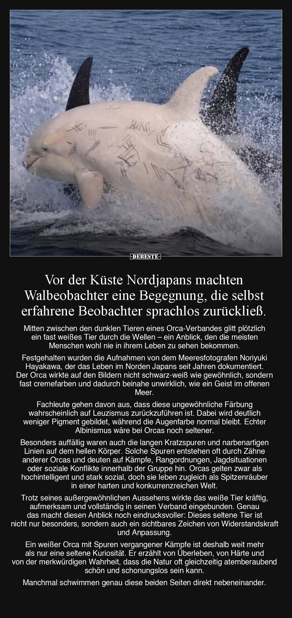Vor der Küste Nordjapans machten Walbeobachter eine Begegnung, die selbst erfahrene Beobachter sprachlos zurückließ. Mitten z...