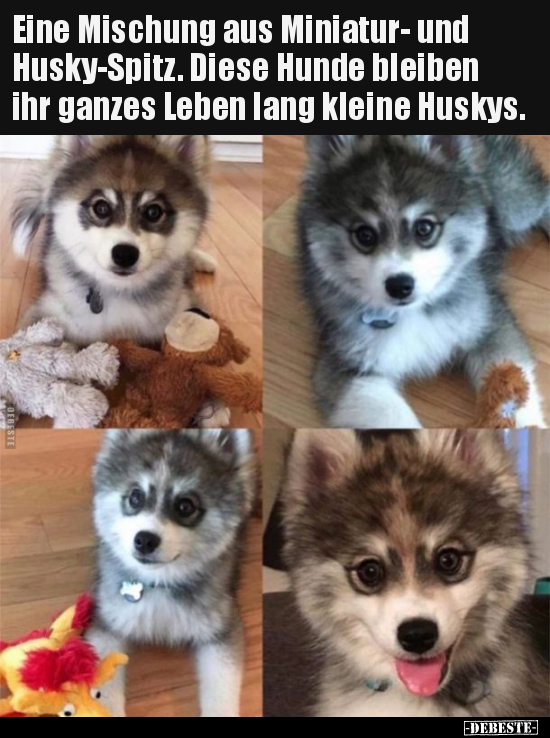 Eine Mischung aus Miniatur- und Husky-Spitz... - Lustige Bilder | DEBESTE.de