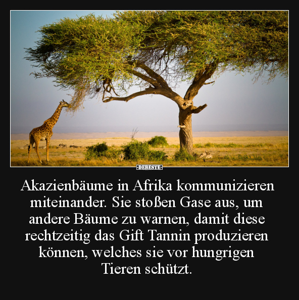 Afrika, Bäume, Gift