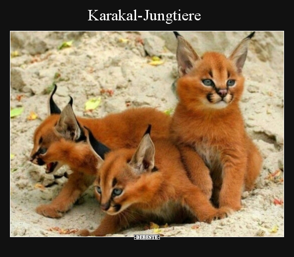 Karakal-Jungtiere.. - Lustige Bilder | DEBESTE.de