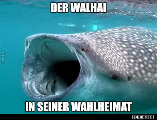 Der Walhai in seiner Wahlheimat.. - Lustige Bilder | DEBESTE.de