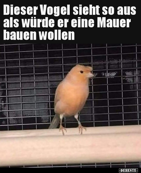 Dieser Vogel sieht so aus als würde er eine Mauer bauen.. - Lustige Bilder | DEBESTE.de