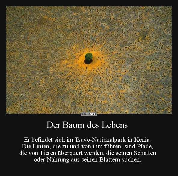 Der Baum des Lebens.. - Lustige Bilder | DEBESTE.de