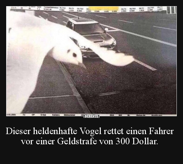 Dieser heldenhafte Vogel rettet einen Fahrer vor einer.. - Lustige Bilder | DEBESTE.de