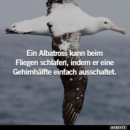 Ein Albatross kann beim Fliegen schlafen.. - Lustige Bilder | DEBESTE.de