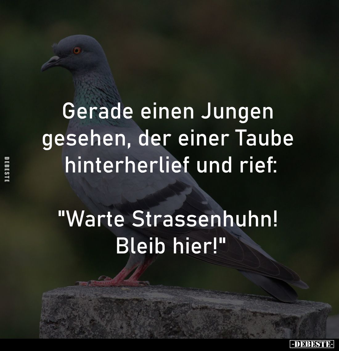 Gerade einen Jungen 
gesehen, der einer Taube 
hinterherlief und rief:

"Warte Strassenhuhn! 
Bleib hier!"