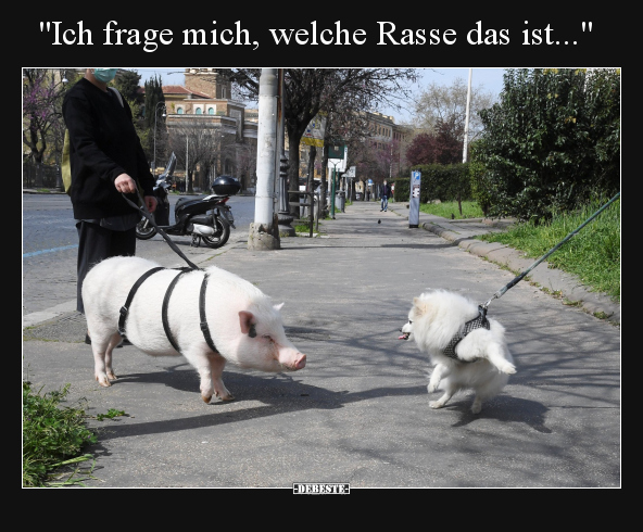 "Ich frage mich, welche Rasse das ist...".. - Lustige Bilder | DEBESTE.de