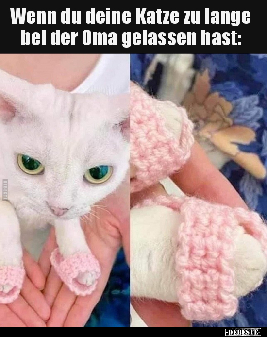 Wenn du deine Katze zu lange bei der Oma gelassen hast.. - Lustige Bilder | DEBESTE.de