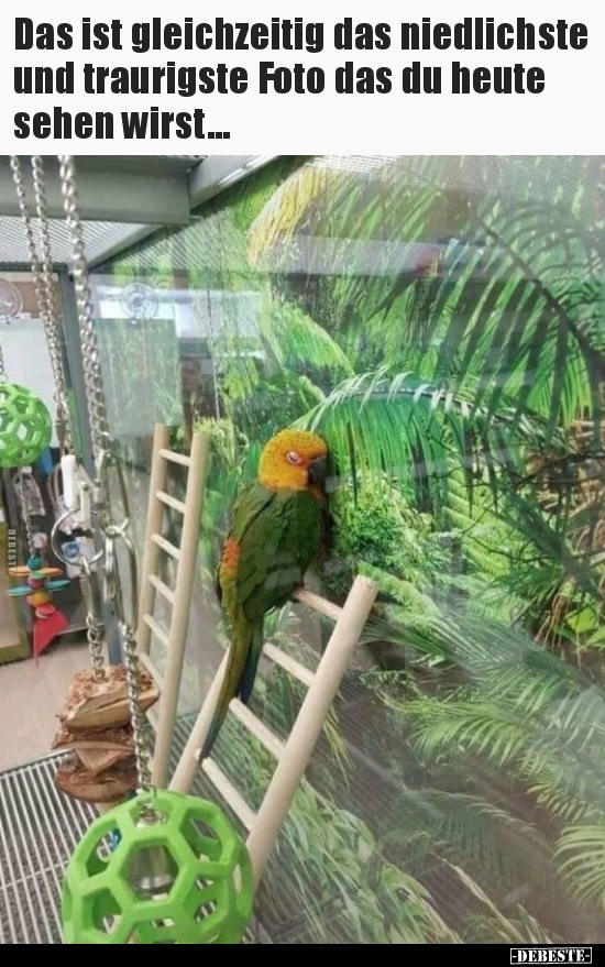 Das ist gleichzeitig das niedlichste und traurigste Foto..