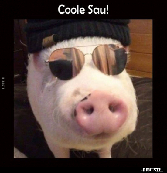 Coole Sau DEBESTE de