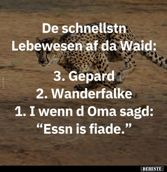 De schnellstn Lebewesen af da Waid.. - Lustige Bilder | DEBESTE.de