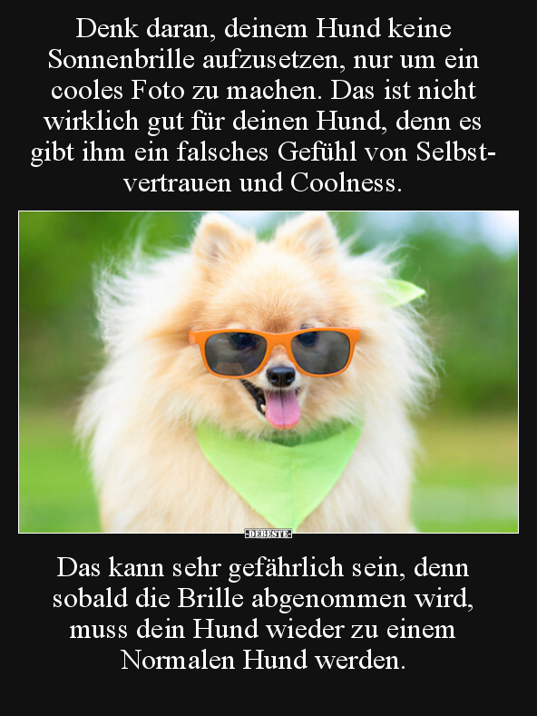 Denk daran, deinem Hund keine Sonnenbrille aufzusetzen.. - Lustige Bilder | DEBESTE.de