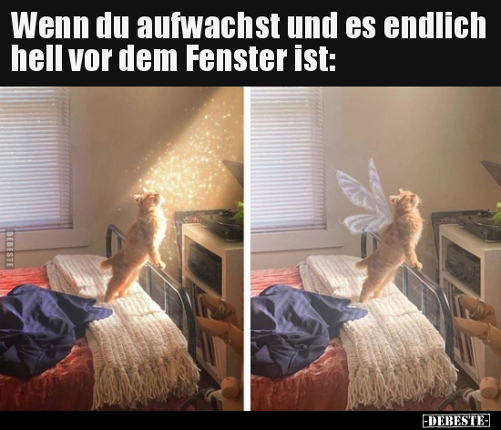 Wenn du aufwachst und es endlich hell vor dem Fenster.. - Lustige Bilder | DEBESTE.de