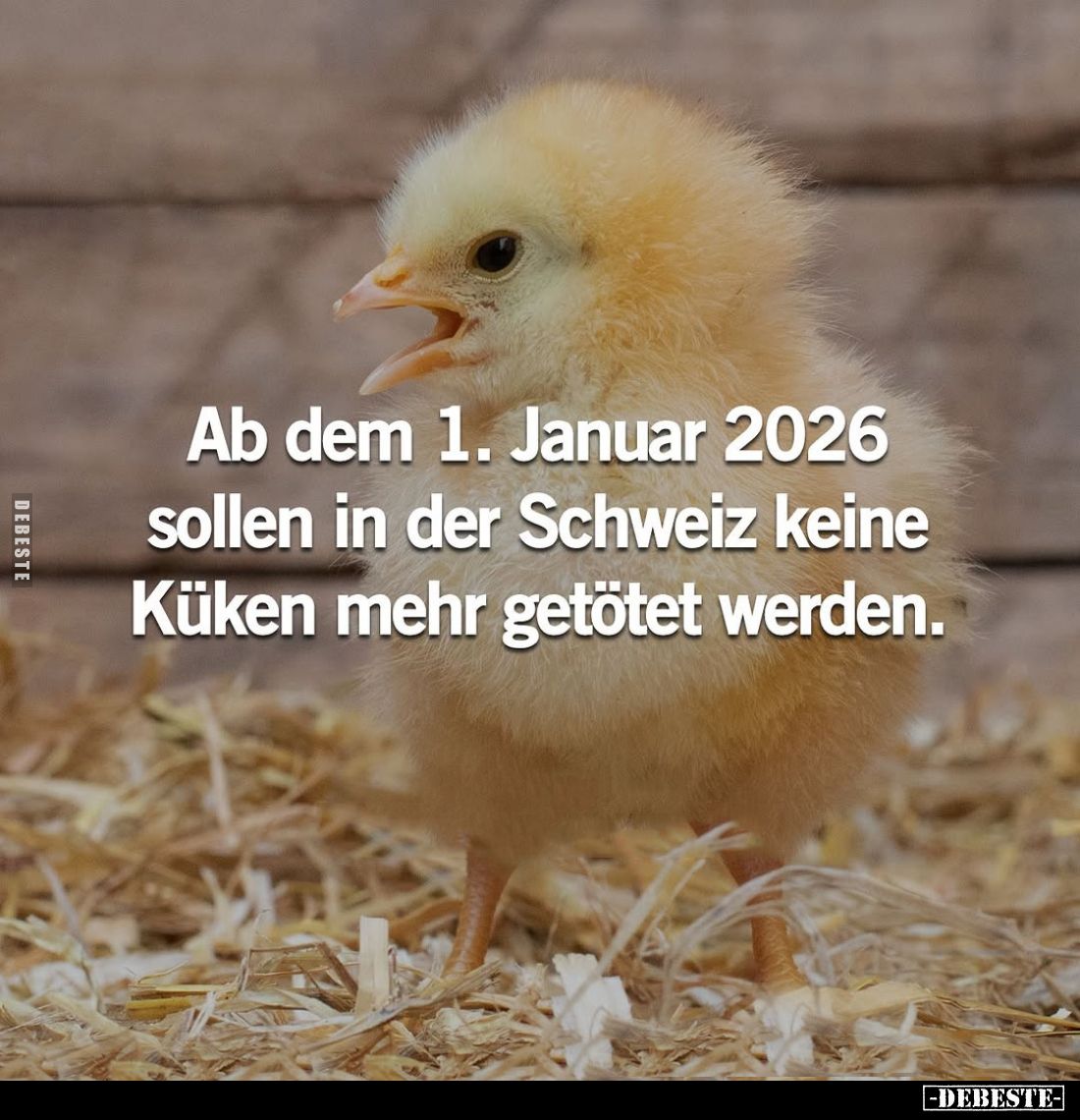 Ab dem 1. Januar 2026 sollen in der Schweiz keine Küken mehr getötet werden.