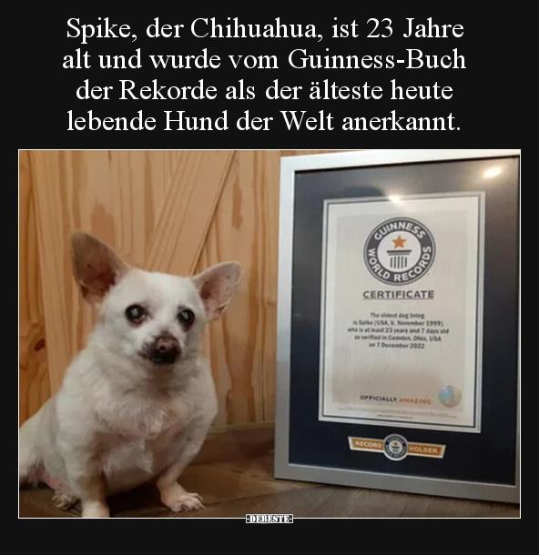 Spike, der Chihuahua, ist 23 Jahre alt und wurde vom.. - Lustige Bilder | DEBESTE.de
