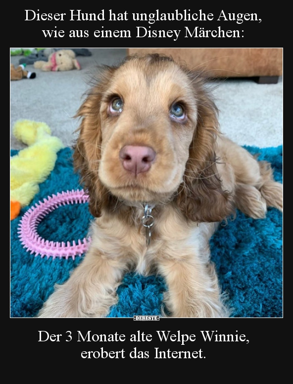 Dieser Hund hat unglaubliche Augen, wie aus einem Disney.. - Lustige Bilder | DEBESTE.de
