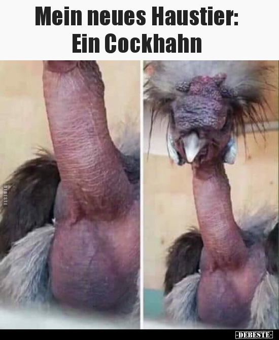 Mein neues Haustier: Ein Cockhahn. - Lustige Bilder | DEBESTE.de