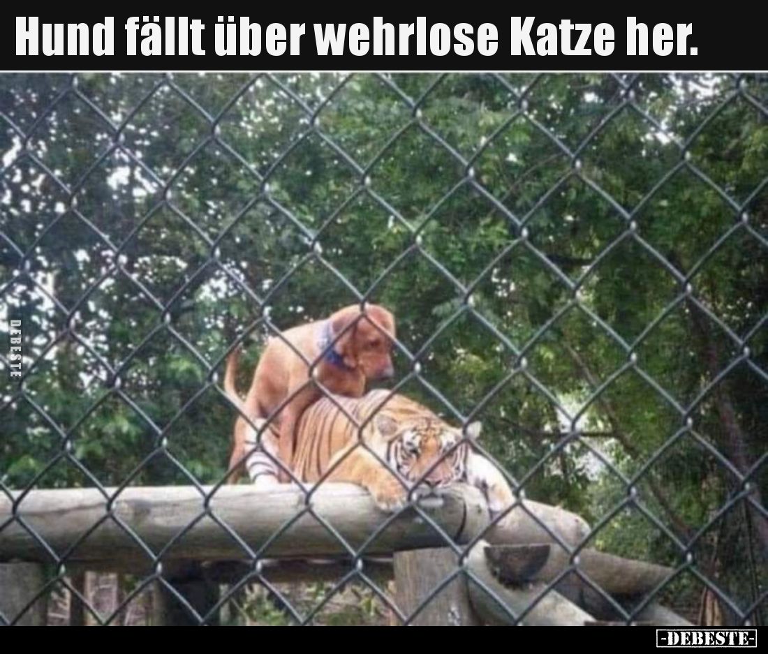 Hund fällt über wehrlose Katze her... - Lustige Bilder | DEBESTE.de