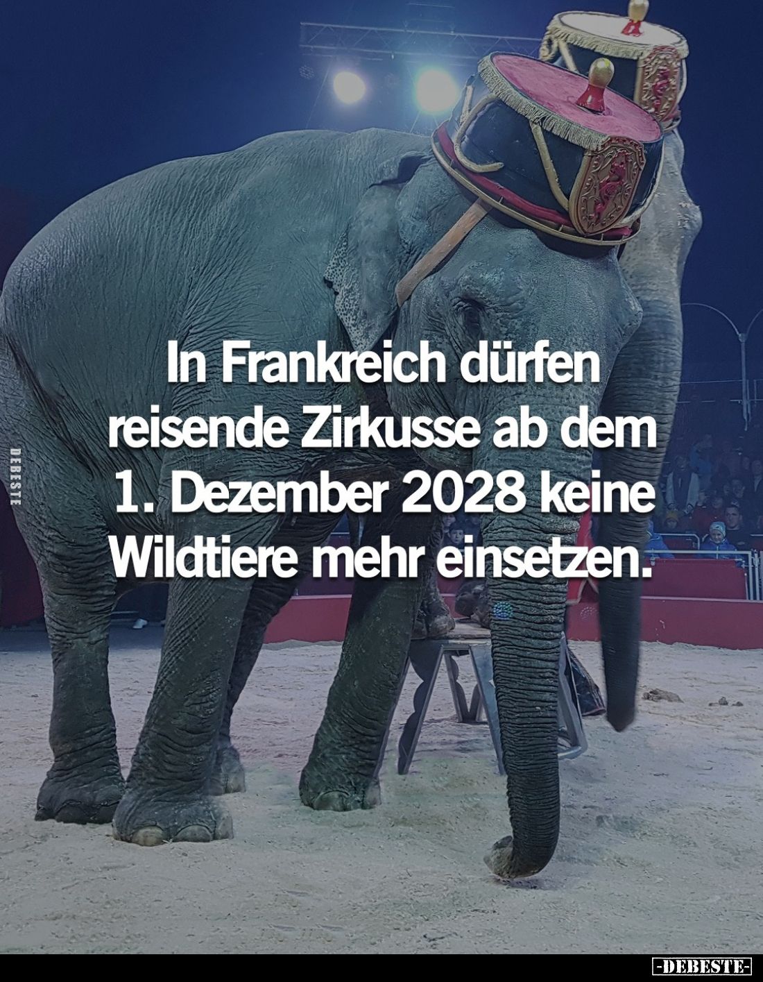 In Frankreich dürfen reisende Zirkusse ab dem 1. Dezember 2028 keine Wildtiere mehr einsetzen.