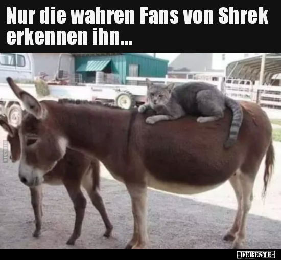 Nur die wahren Fans von Shrek erkennen ihn... - Lustige Bilder | DEBESTE.de