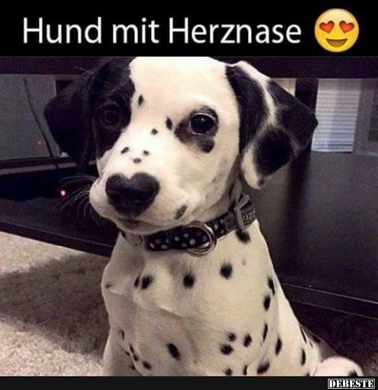 Hund mit Herznase. - Lustige Bilder | DEBESTE.de