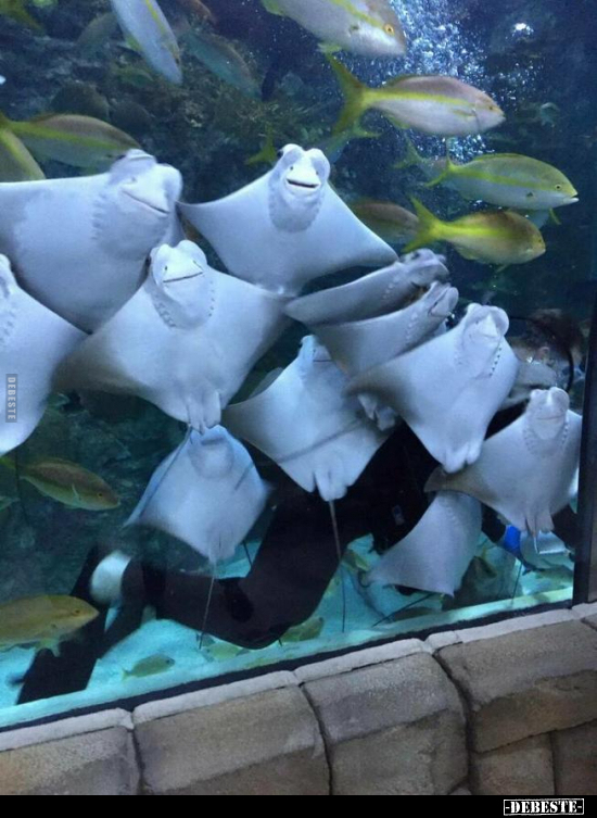  - Lustige Bilder | DEBESTE.de