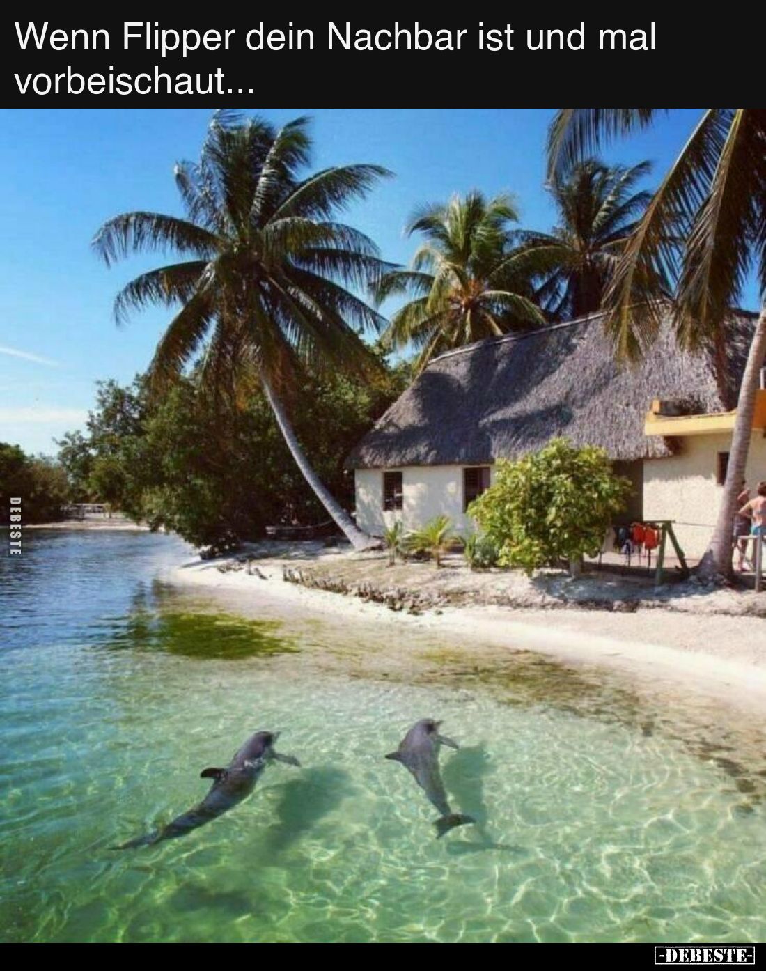 Wenn Flipper dein Nachbar ist und mal vorbeischaut...