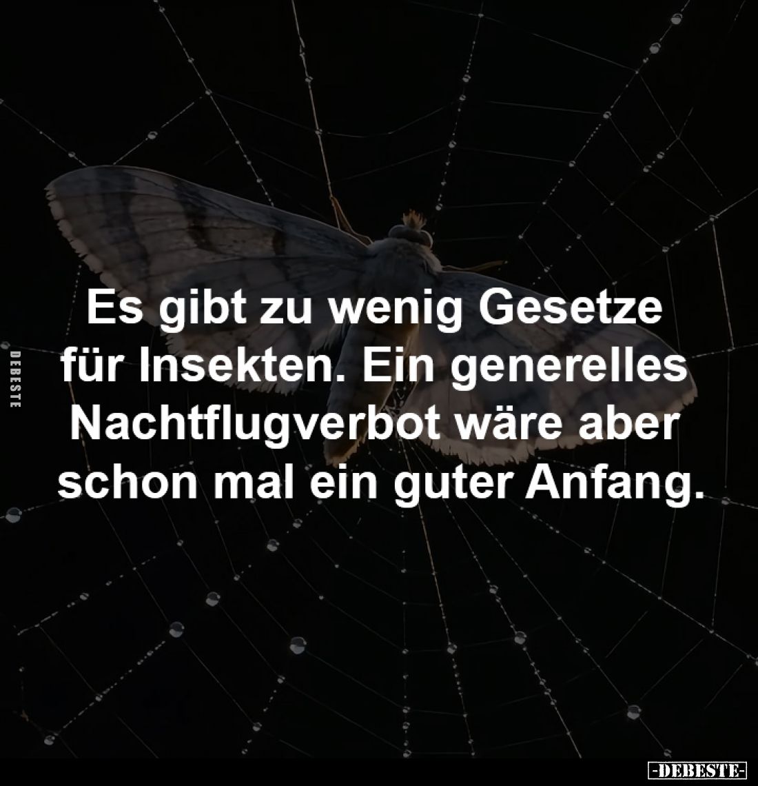 Es gibt zu wenig Gesetze
für Insekten. Ein generelles
Nachtflugverbot wäre aber
schon mal ein guter Anfang.