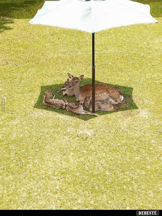  - Lustige Bilder | DEBESTE.de