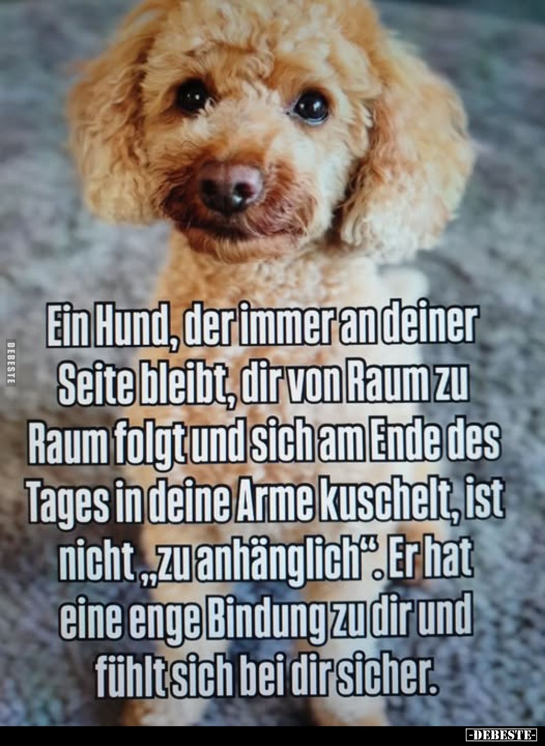 Ein Hund, der immer an deiner Seite bleibt, dir von Raum zu Raum folgt und sich am Ende des Tages in deine Arme kuschelt, ist...