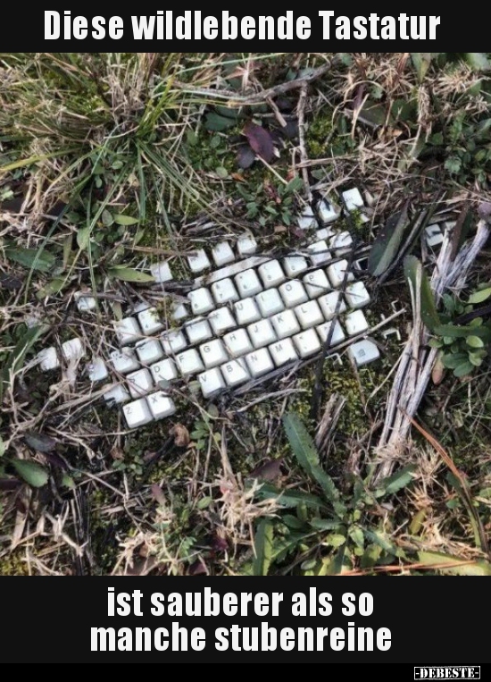 Diese wildlebende Tastatur ist sauberer als so manche..