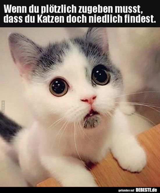 Wenn du plötzlich zugeben musst, dass du Katzen doch..