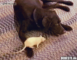 Der Hund ist sehr tolerant..