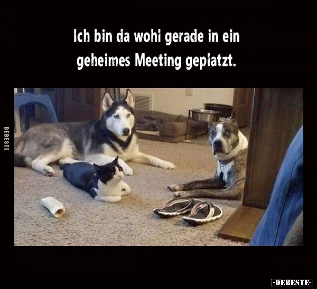 Ich bin da wohi gerade in ein geheimes Meeting.. - Lustige Bilder | DEBESTE.de