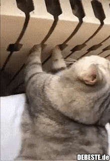 Gefesselt weil frech oder kalte Pfötchen?