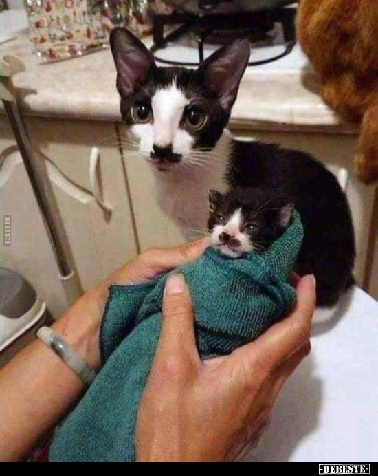  - Lustige Bilder | DEBESTE.de