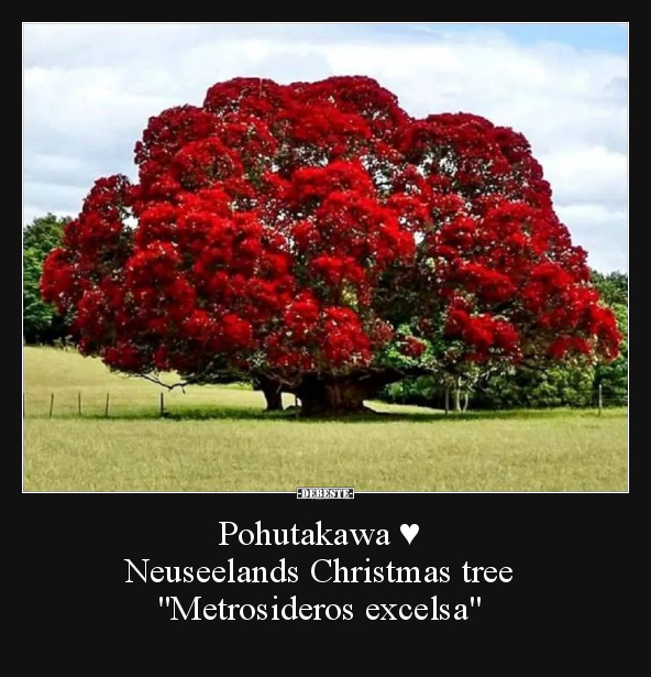Pohutakawa ♥ Neuseelands Christmas tree "Metrosideros.." - Lustige Bilder | DEBESTE.de