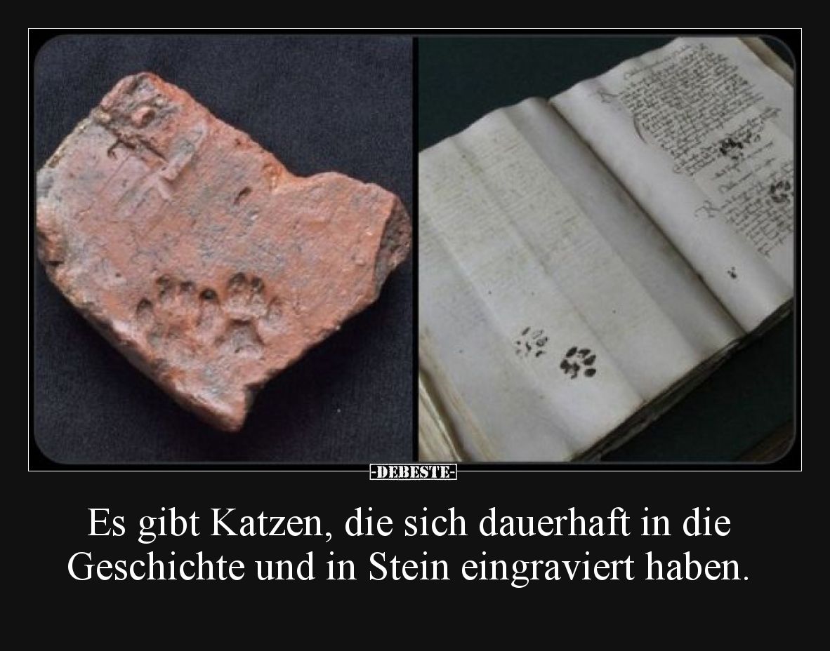 Es gibt Katzen, die sich dauerhaft in die Geschichte und.. - Lustige Bilder | DEBESTE.de