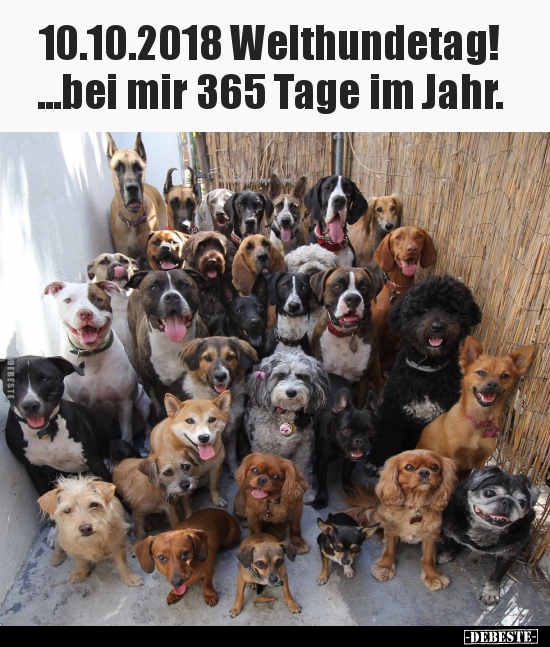 10.10.2018 Welthundetag! ...bei mir 365 Tage im Jahr... - Lustige Bilder | DEBESTE.de